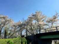 札幌農試公園，市民賞櫻踏青的農業試驗園區
