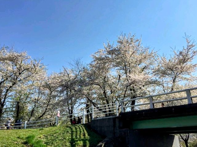 札幌農試公園，市民賞櫻踏青的農業試驗園區
