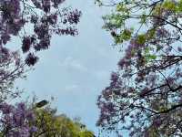 “Spring’s Eternal Kiss: Cherry Blossoms of Kunming”