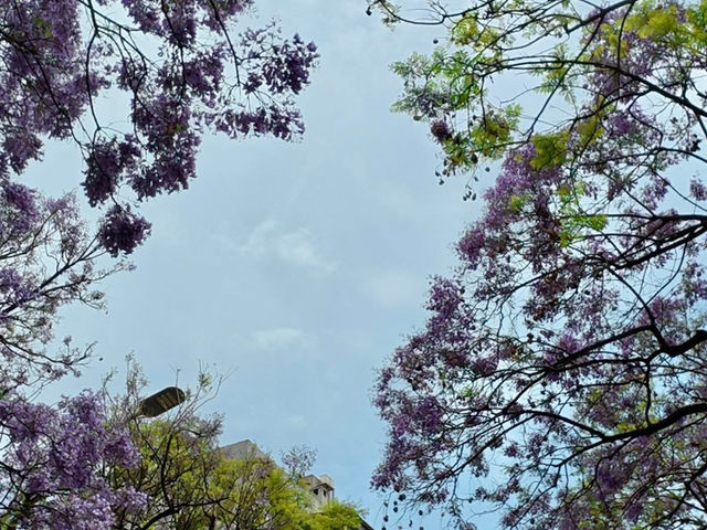 “Spring’s Eternal Kiss: Cherry Blossoms of Kunming”