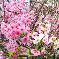 🌸香港城市中的櫻花🌸