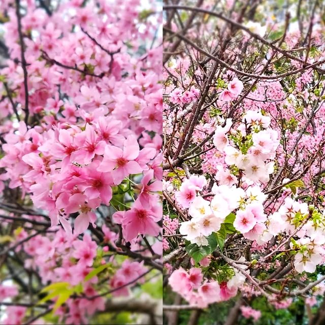 🌸香港城市中的櫻花🌸