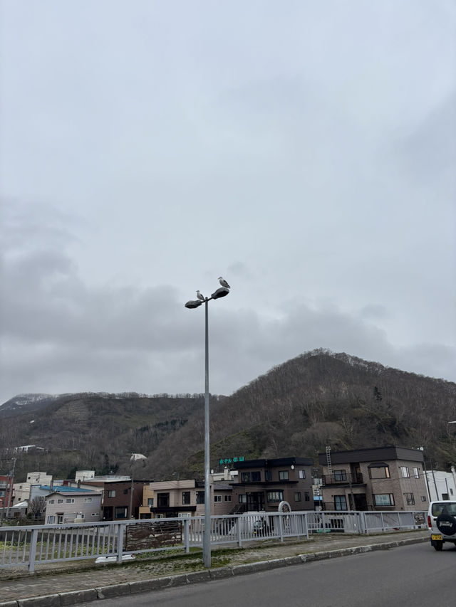 【羅臼】羅臼海鮮市場で味わう新鮮な海の幸！活気あふれる漁港の魅力