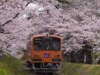 Through the Cherry Blossom Tunnel: A Fairytale Rail Journey to Ashino Koen