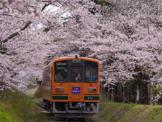 Through the Cherry Blossom Tunnel: A Fairytale Rail Journey to Ashino Koen