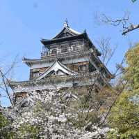 Sakura Blooming in Hiroshima: A City in Full Bloom