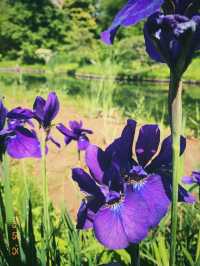 東京の庭園巡りは風流と花と自然を感じたいならココ！