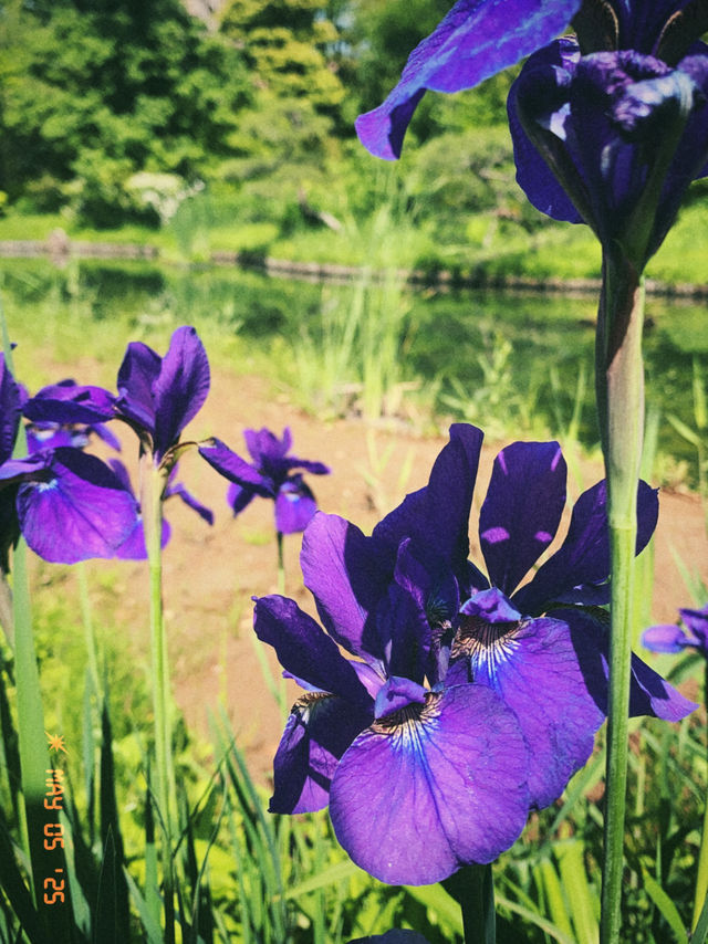 東京の庭園巡りは風流と花と自然を感じたいならココ！