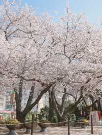 Korea's Must-Visit Cherry Blossom Spot in Spring — Jinhae Military Port Festival 🌸🚢