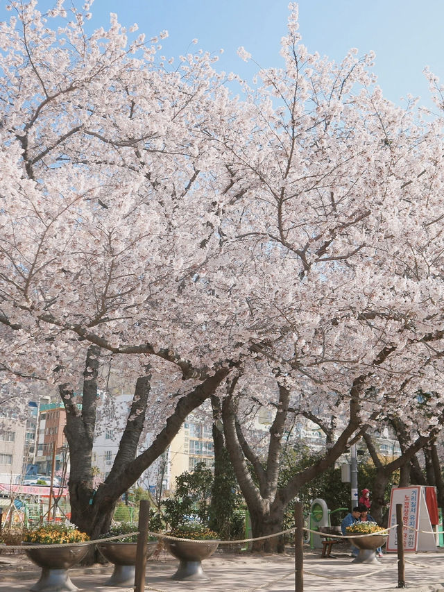 Korea's Must-Visit Cherry Blossom Spot in Spring — Jinhae Military Port Festival 🌸🚢