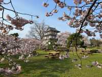 “Petals and Power: Matsumae Castle’s Spring Reign”