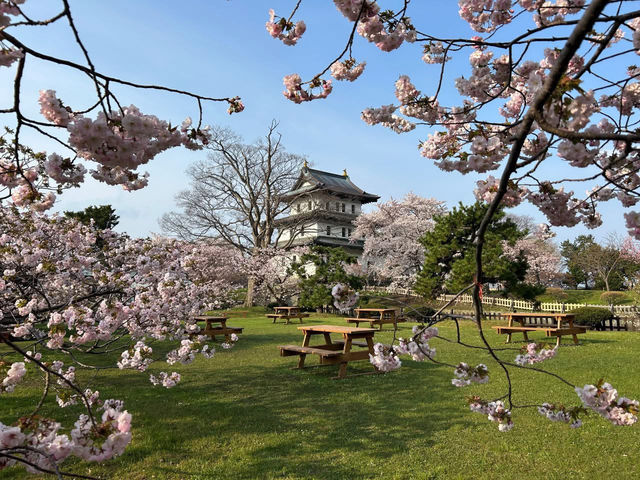 “Petals and Power: Matsumae Castle’s Spring Reign”