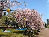 仙台市中心賞櫻好去處---榴岡公園，白天晚上都很夢幻！