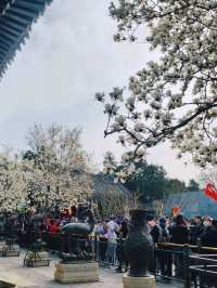 春遊：頤和園的春意