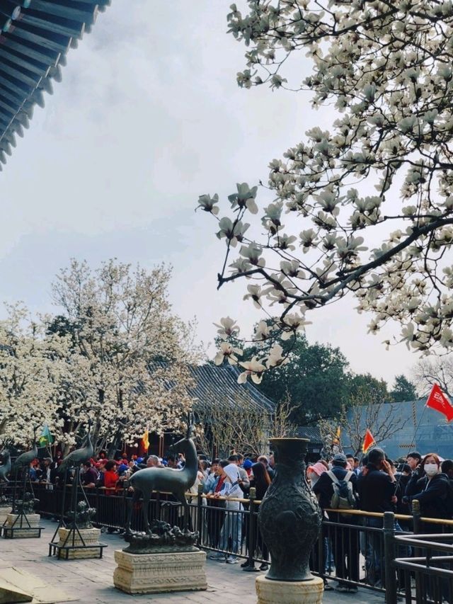 春遊：頤和園的春意