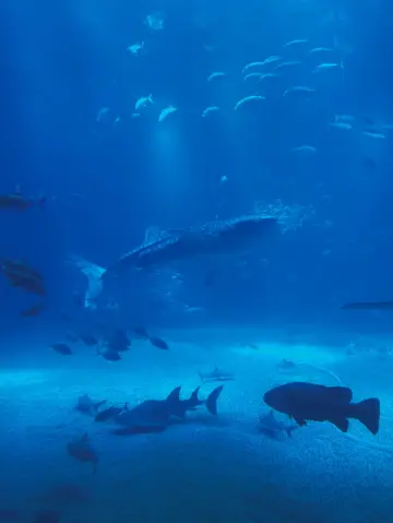 喜歡水生生物？大阪海遊館絕對值得一遊。