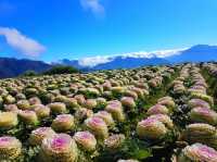 🌸 Northern Blossom: Benguet’s Blooming Paradise 🌄