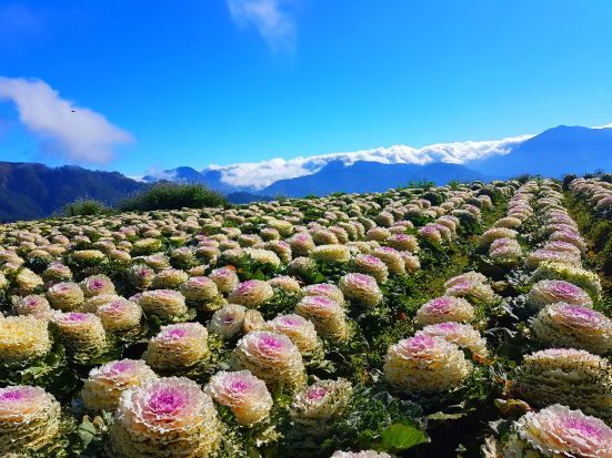 🌸 Northern Blossom: Benguet’s Blooming Paradise 🌄