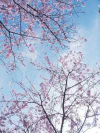 東京高速巴士直達仙台賞櫻