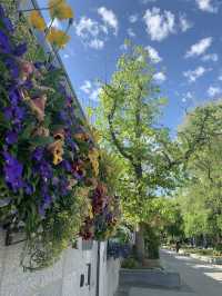 A Spring Morning at the Salt Lake Temple: Blooms and Serenity
