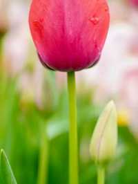 Title: Keukenhof – The Garden of Europe in Full Bloom