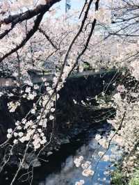 Hidden Sakura Haven – Yamazakiyama Park’s Blooming Secret