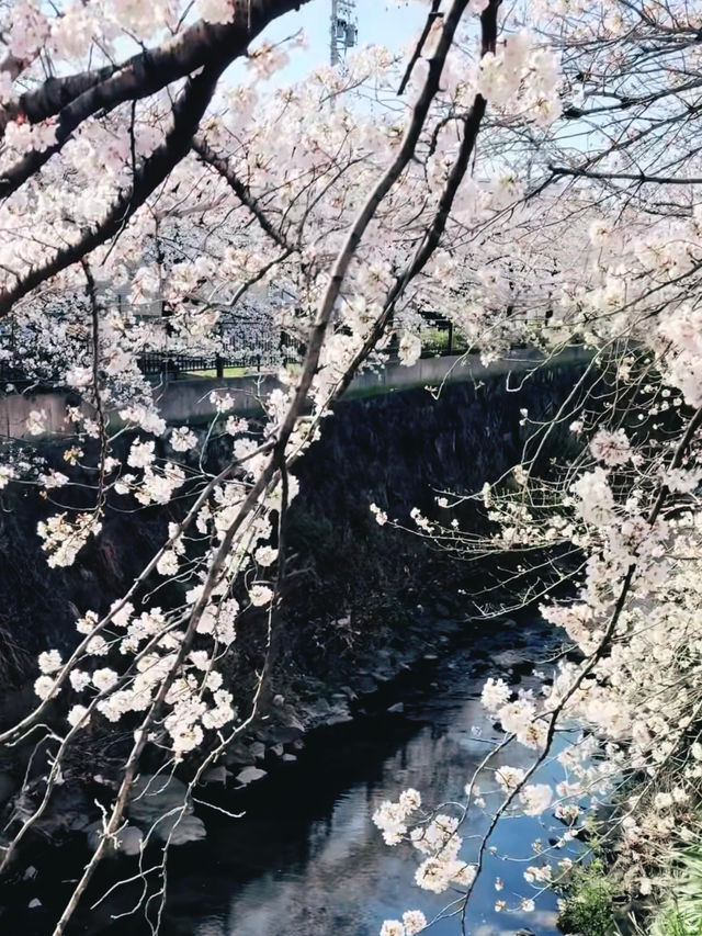 Hidden Sakura Haven – Yamazakiyama Park’s Blooming Secret