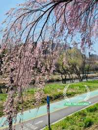 A Pleasant Stroll Along Yangjaecheon-gil