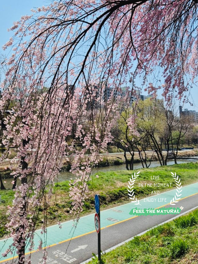 A Pleasant Stroll Along Yangjaecheon-gil