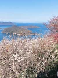 Sakura Above the Seto Sea – Mt. Shiude’s White Paradise
