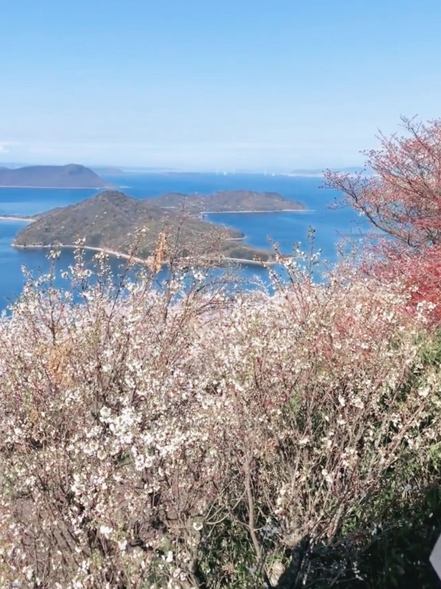 Sakura Above the Seto Sea – Mt. Shiude’s White Paradise