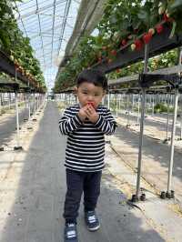 藤枝市で子連れプラン🍓🌳