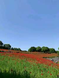 Showa Memorial Park – Tokyo’s Seasonal Wonderland