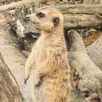 ~歡樂端午節~ 清遠寶龍野生動物園