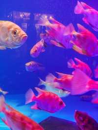 親子景點推薦｜ 東北地區必訪仙台うみの杜水族館
