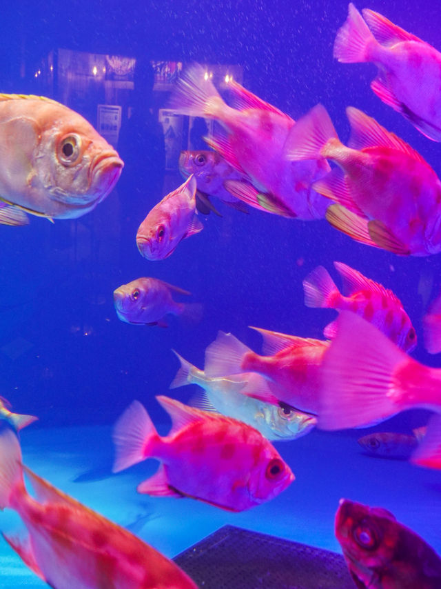 親子景點推薦｜ 東北地區必訪仙台うみの杜水族館