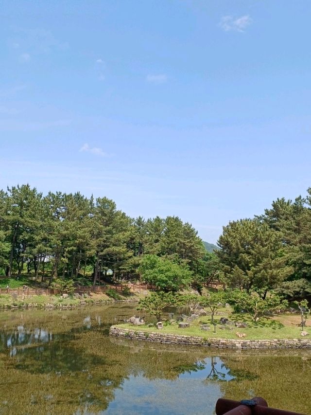 역사 속 정원에 핀 벚꽃, 동궁과 월지의 봄 향기
