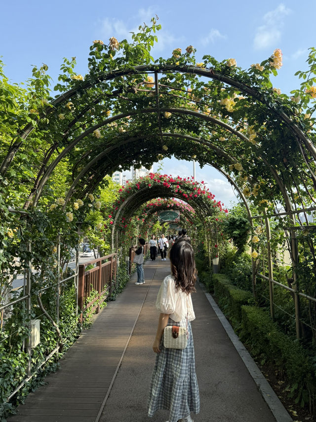 중랑천 장미축제🌹