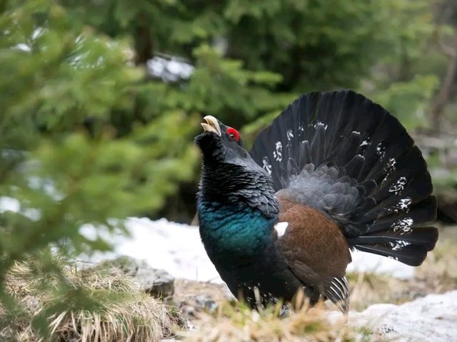 Bavarian Forest National Park – Germany’s First Wilderness Sanctuary