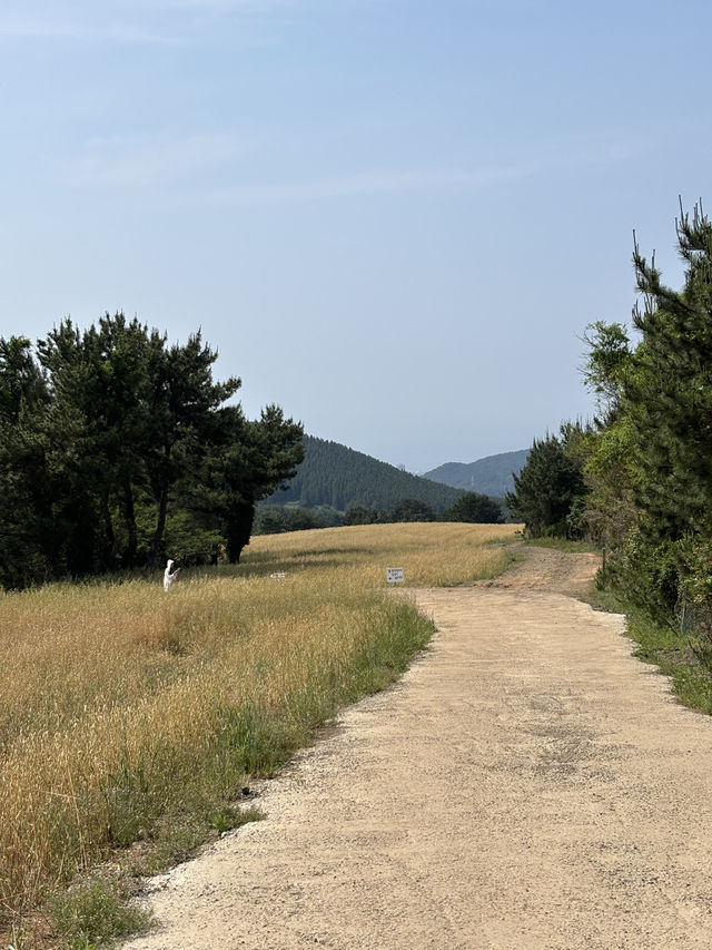 폭삭속았수다 촬영지 제주 오라동메밀밭