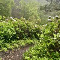 Polipoli Spring State Recreation Area – Maui
