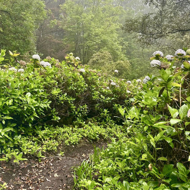 Polipoli Spring State Recreation Area – Maui