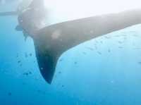 🌊【和海中溫柔巨人四目相對的瞬間】🦈💙