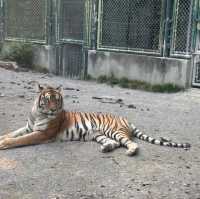 【中国/上海/上海野生動物園】希少な野生動物を見に行こう！