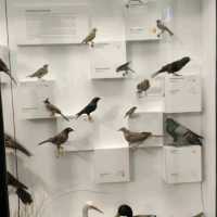 Australian Museum – Sydney, NSW