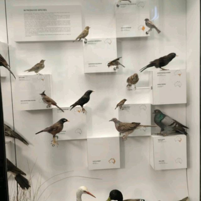 Australian Museum – Sydney, NSW