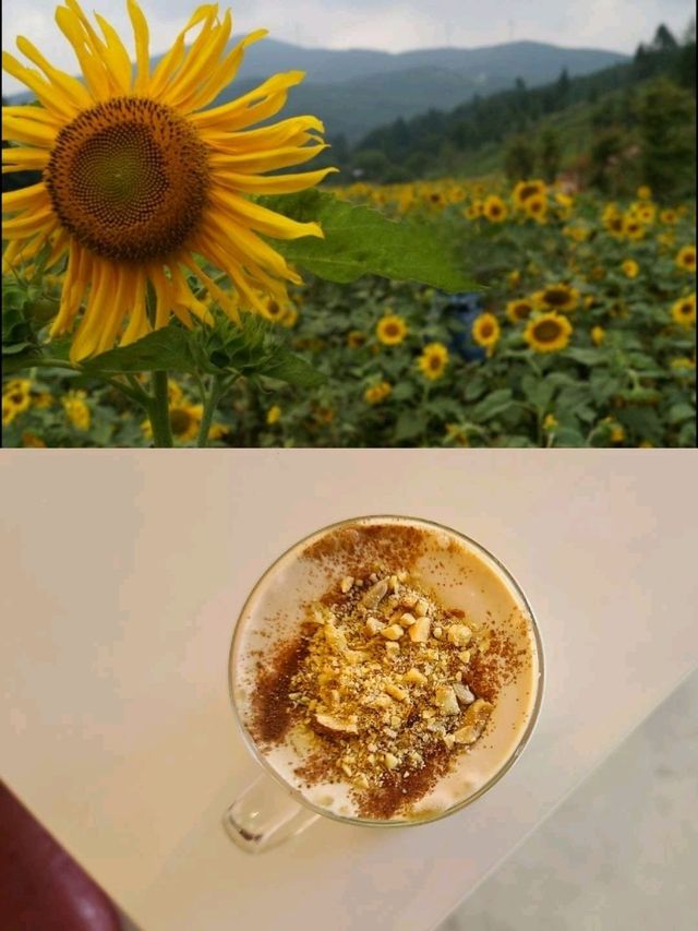태백해바라기축제장 근처💛카페구와우