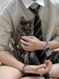 มาทะเล ก็แวะเติมแมวได้ ที่ Cat Sky Bar Cafe