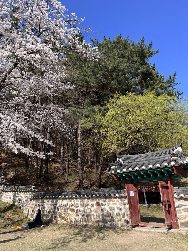 대전 목련, 벚꽃 여행🤍🩷