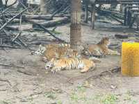 A Great Day at Shanghai Zoo